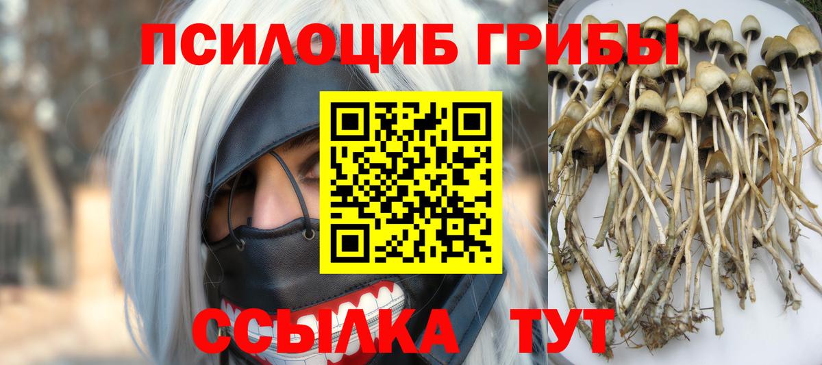 Галлюциногенные грибы Psilocybine cubensis  Вход с VPN  Богородицк 
